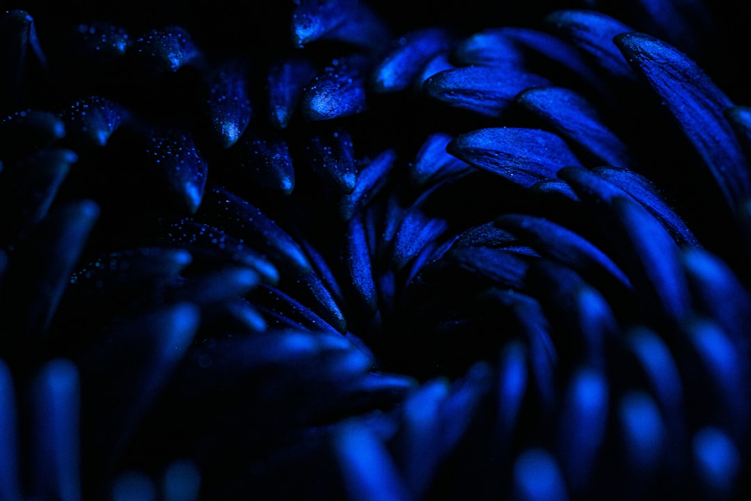 Photo blue color