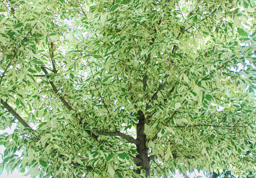 Photo green color