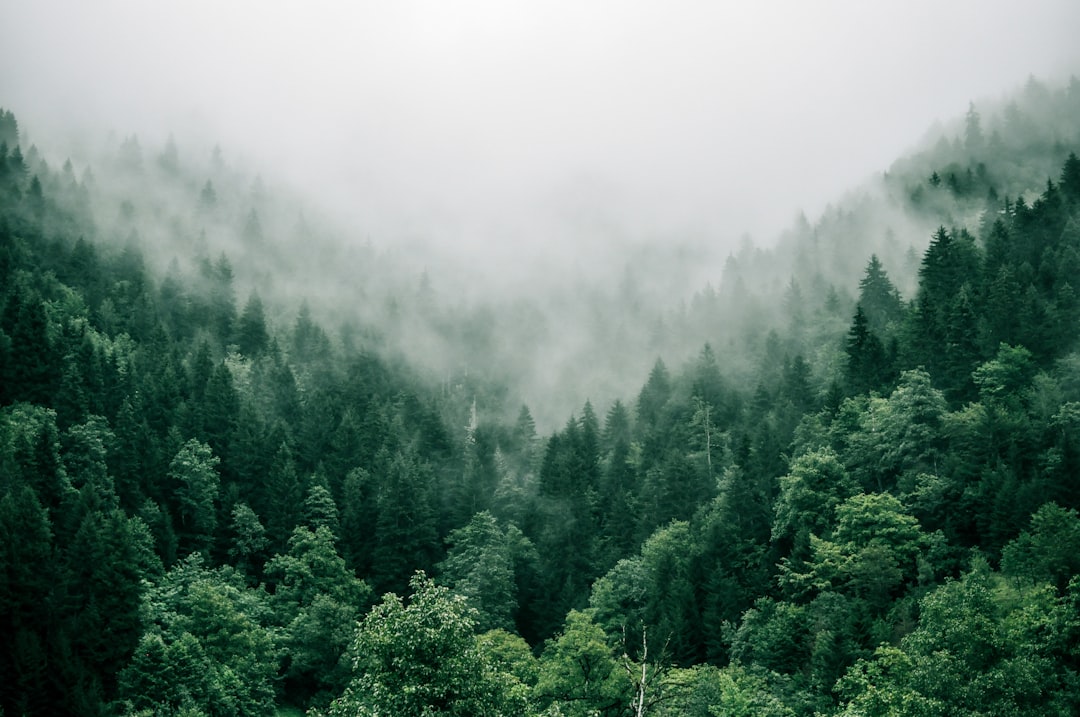 Photo forest